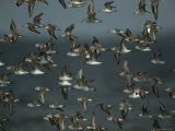 Flock of Western Sandpipers in Flight Photographic Print by Klaus Nigge