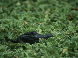 American Alligator Lies Beneath Water Lettuce Plants Photographic Print by Klaus Nigge