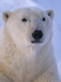 Portrait of a Beautiful Polar Bear Photographic Print by Paul Nicklen