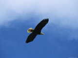 American Bald Eagle in Flight Photographic Print by Tom Murphy