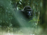 Gorilla Sitting Alone in Thick Foliage Lámina fotográfica