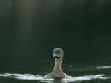Pied-Billed Grebe Floats on a Freshwater Pond Photographie