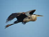 Great Blue Heron in Flight Photographic Print