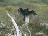 Turkey Vulture Sunning its Wings Photographie
