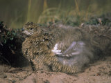 Willow Ptarmigan in its Summer Plumage Takes a Sand Bath to Rid Itself of Parasites Photographie