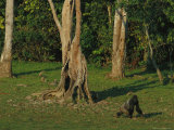 Gorilla Walking Past a Gnarled Tree Lámina fotográfica
