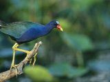 Purple Gallinule Perches on a Tree Branch Photographic Print by Klaus Nigge