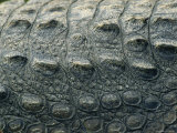 Close View of the Hide of an American Crocodile Photographic Print by Klaus Nigge