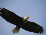 American Bald Eagle in Flight Photographic Print
