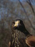 Portrait of a Harriss Hawk Photographic Print