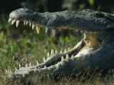 The Open Mouth of an American Crocodile Lámina fotográfica The Open Mouth of an American Crocodile Lámina fotográfica