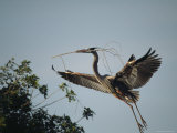 Great Blue Heron Carries a Tree Branch for Nest Building Photographic Print