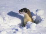 Short-Tailed Weasel Emerges from One of its Many Tunnel Routes Photographic Print by Paul Nicklen