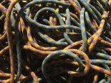 Detail of Colorful Climbing Ropes Photographic Print by Bobby Model
