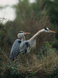 Pair of Great Blue Herons Stand Beside Their Nest Photographic Print