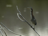 Green-Backed Heron Perches on a Tree Branch above the Water Photographic Print