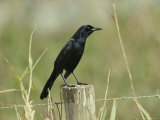 Boat-Tailed Grackle Perches on a Fence Post in Central Florida Photographie par Klaus Nigge