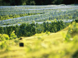 Nets Protect Ripening Grapes from Thieving Birds at a Zurich Vineyard Photographie