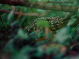 Nile Monitor Lizard Creeping Through Foliage Photographic Print by Michael Nichols