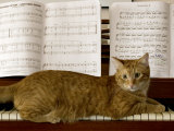 Family Cat Rests on a Piano Keyboard Beneath Sheet Music Photographie