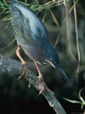 Green-Backed Heron Perches on a Tree Branch Photographic Print