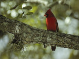 Male Cardinal Perches on a Tree Branch Lámina fotográfica Male Cardinal Perches on a Tree Branch Lámina fotográfica