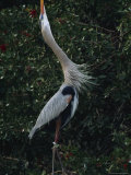 Great Blue Heron Exhibiting Greeting Behavior Photographic Print by Klaus Nigge