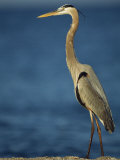 Great Blue Heron Walks in the Sand Photographic Print by Klaus Nigge
