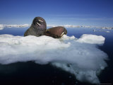 Two Bull Walruses Rest on a Drifting Piece of Pack Ice in Foxe Basin Photographic Print