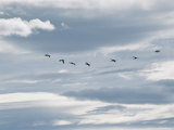 Flock of Sandhill Cranes in Flight Photographic Print