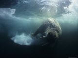 Atlantic Walrus in a World of Constantly Shifting Pack Ice Photographic Print