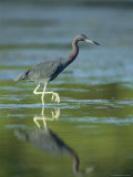 Little Blue Heron Wades in a Saltwater Lagoon Photographic Print by Klaus Nigge