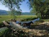 Wild Horses Cross a Stream near Montenero Val Cocchiara Photographie