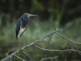 Tricolored Heron Perches on a Tree Branch Photographic Print by Klaus Nigge