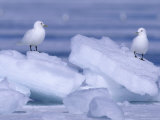 Ivory Gulls Perch on Chunks of Sea Ice as It Breaks up Around Them Photographic Print