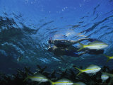 A Couple Swimming Hand-N-Hand Over a Reef with Fish Photographic Print by Nick Caloyianis