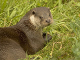 Adult, Male European Otter Eats a Crayfish Lámina fotográfica