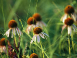 Purple Coneflowers in a Virgin Tallgrass Prairie Near Unadilla Photographie par Joel Sartore