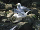 Gulls Catching and Eating Alewives During Annual Upstream Migration Photographic Print