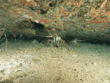 Spiny Lobsters Hide Beneath a Shipwreck Lámina fotográfica