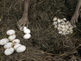 Aborigines Gathering Eggs from a Saltwater Crocodile Nest Lámina fotográfica