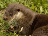 Adult, Male European Otter Eats a Crayfish Lámina fotográfica