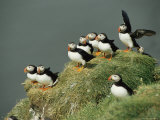 A Group of Atlantic Puffins Perch on a Grass-Covered Cliff Fotografisk trykk av Sisse Brimberg