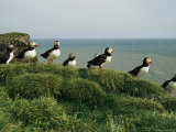 A Group of Atlantic Puffins Perch on a Grass-Covered Cliff Photographic Print by Sisse Brimberg