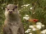 Adult, Male European Otter Stands Upright Lámina fotográfica