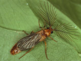 An Adult Male Glowworm Beetle on a Leaf Photographic Print