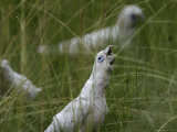A Group of Little Corella Cockatoos Standing in Tall Grasses Photographic Print