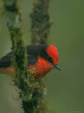 A Galapagos Vermillion Flycatcher Perched on a Moss-Covered Branch Photographic Print
