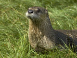 Adult, Male North American River Otter Photographic Print by Nicole Duplaix