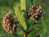 A Milkweed Plant with a Fly on Its Leaf Photographie